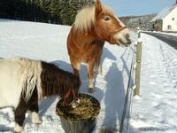 Pferde Winter